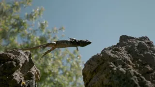 Divoké Kanárske ostrovy