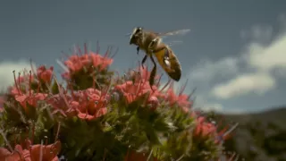 Divoké Kanárske ostrovy