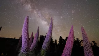 Divoké Kanárske ostrovy