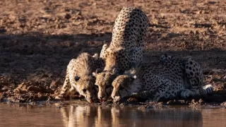 Zázračná planéta: Gepardy a ja (2/2)