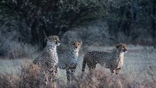 Zázračná planéta: Gepardy a ja (2/2)