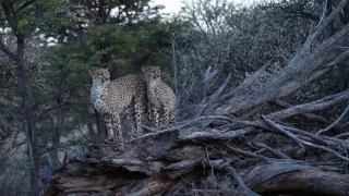 Zázračná planéta: Gepardy a ja (2/2)