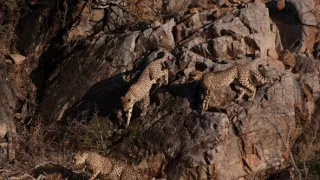 Zázračná planéta: Gepardy a ja (2/2)