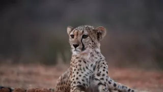 Zázračná planéta: Gepardy a ja (2/2)