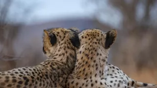 Zázračná planéta: Gepardy a ja (2/2)