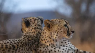 Zázračná planéta: Gepardy a ja (2/2)