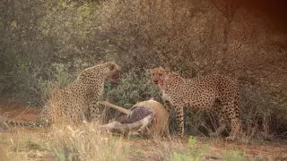 Zázračná planéta: Gepardy a ja (2/2)