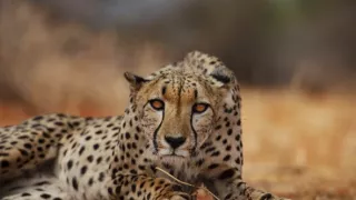 Zázračná planéta: Gepardy a ja (2/2)