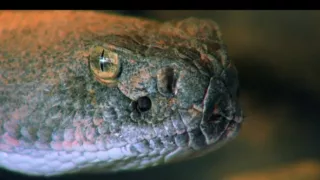 Zabijáci v divočině (7)