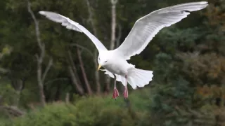 Aljaška, nekonečná krajina