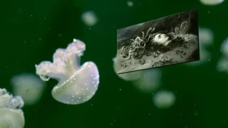 Emoce v umění (8/24)