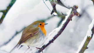 Bílá zima v horách Evropy