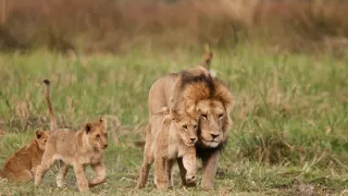 Levice: Lov a prežiješ