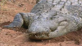 Najväčší zabijaci Afriky V (3)