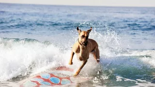 Marmaduke