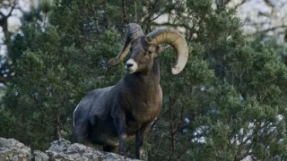 Narodení v Skalnatých horách (2/2)