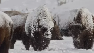 Narodení v Skalnatých horách (2/2)