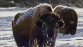 Narodení v Skalnatých horách (2/2)