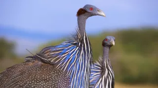 Zvieracia demokracia (1/2)