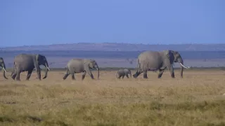 Zvieracia demokracia (1/2)