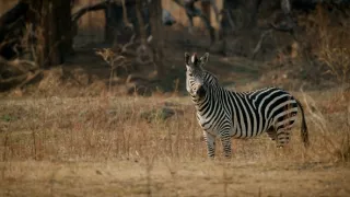 Zebry - hviezdy s pruhmi