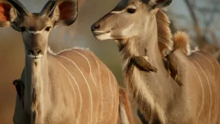 Zebry - hviezdy s pruhmi