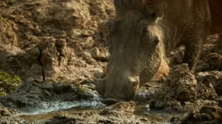 Zebry - hviezdy s pruhmi