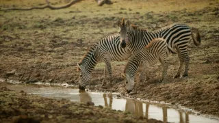 Zebry - hviezdy s pruhmi