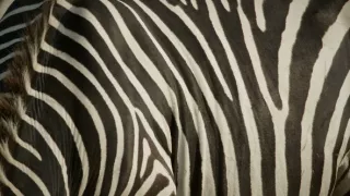 Zebry - hviezdy s pruhmi