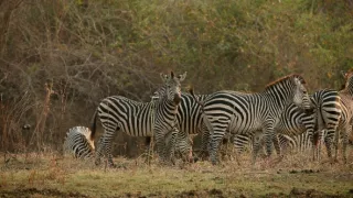 Zebry - hviezdy s pruhmi