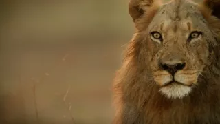 Zebry - hviezdy s pruhmi