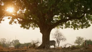 Zebry - hviezdy s pruhmi