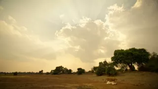 Zebry - hviezdy s pruhmi