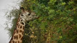 Zebry - hviezdy s pruhmi