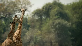 Zebry - hviezdy s pruhmi