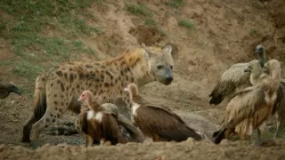 Zebry - hviezdy s pruhmi