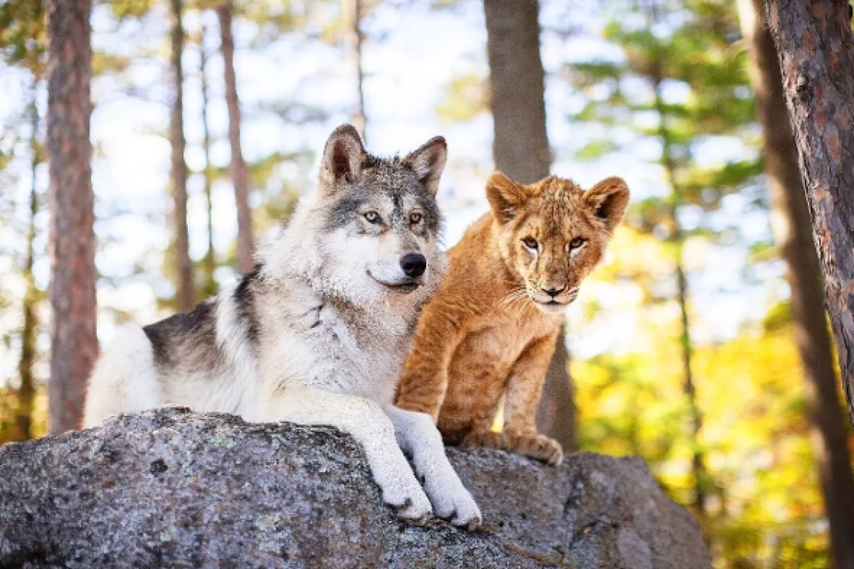 Vlk a lev (The Wolf and the Lion), 2021 - fotogaléria