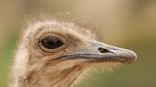 Krásy Jižní Afriky (1)