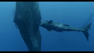 Vorvane - príbeh jednej rodiny