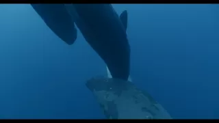 Vorvane - príbeh jednej rodiny