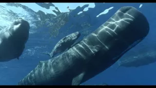 Vorvane - príbeh jednej rodiny