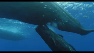 Vorvane - príbeh jednej rodiny