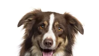 Schopnosti a roly psích miláčikov v živote človeka (7/7)