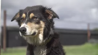 Schopnosti a roly psích miláčikov v živote človeka (7/7)