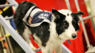 Schopnosti a roly psích miláčikov v živote človeka (7/7)