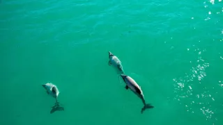 Delfíni jižních moří