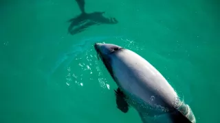 Delfíni jižních moří