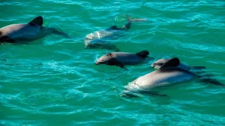 Delfíni jižních moří