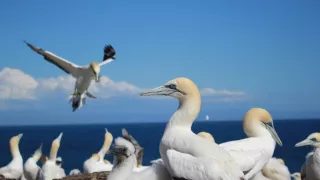 Delfíni jižních moří