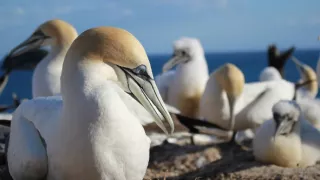 Delfíni jižních moří